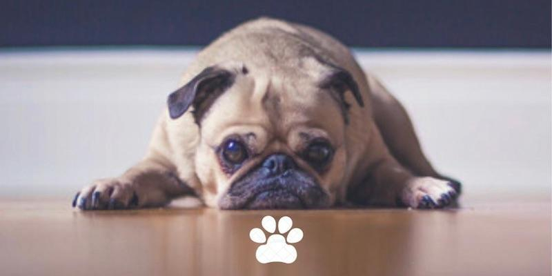 Bendici&oacute;n de mascotas en Mar&iacute;a Madre del Amor Hermoso de Villaverde Bajo en honor a san Antonio Abad